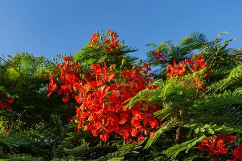 Flame tree covered with vibrant red blossoms against a clear blue sky, capturing Stock Photos