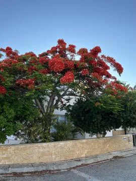 Flame Tree Delonix regia with intense red blossoms creating colorful garden Stock Photos