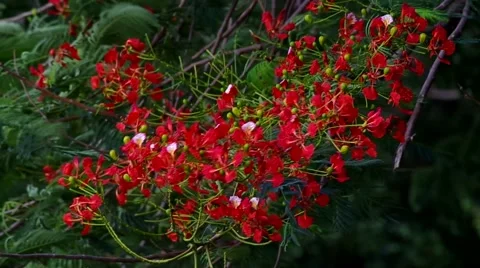 Flame tree flowers are shaking Stock Footage 51993372