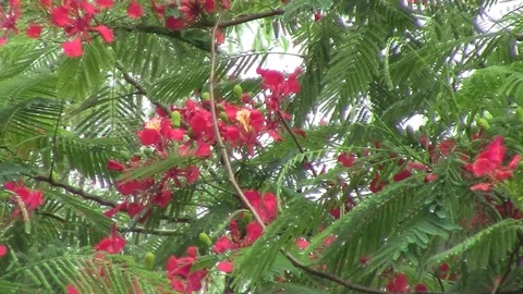 Flame Tree flowers with rain drops Video stock 107156600
