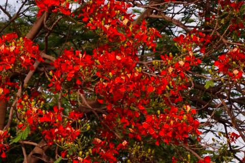 Flame tree full of red fiery flowers on spring season Stock Photos