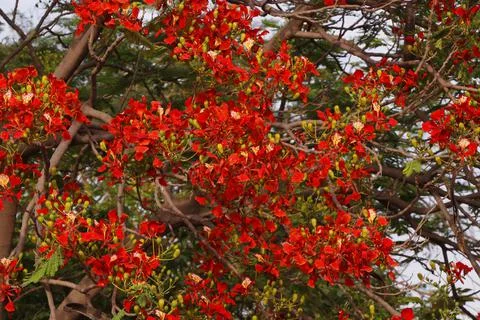 Flame tree full of red fiery flowers on spring season Stock-Fotos