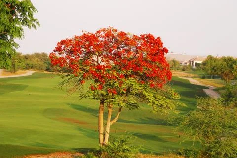 Flame tree full of red fiery flowers on spring season in a green field. Stock Photos