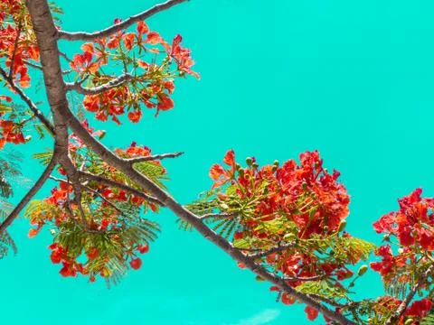 The Flame Tree on green background Stock Photos