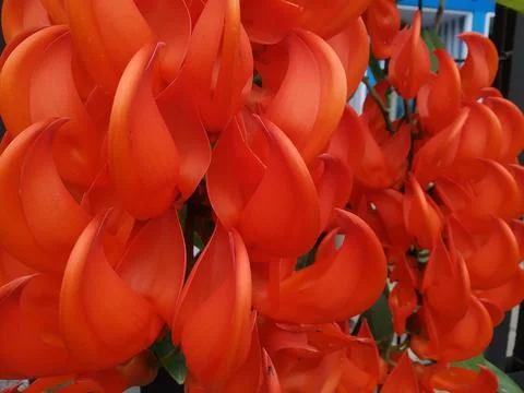 Flame Tree of Irian 스톡 사진