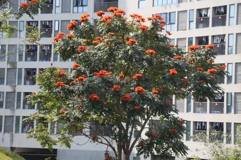 A flame tree with orange flowers is in front of a building Stock Photos