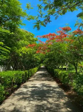 Flame tree over a garden path on a sunny day in Kiwengwa, Zanzibar Stock Photos