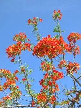 Flame tree Foto stock