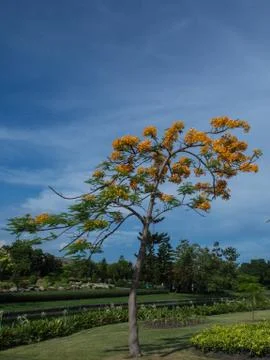The Flame Tree. Photos