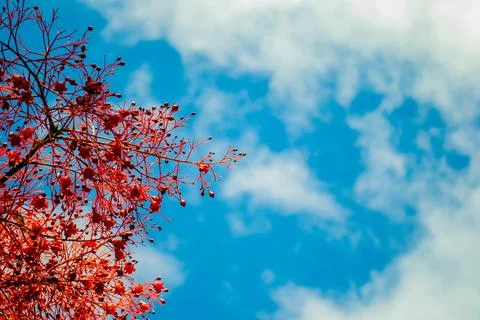 Flame Tree Stock Photos