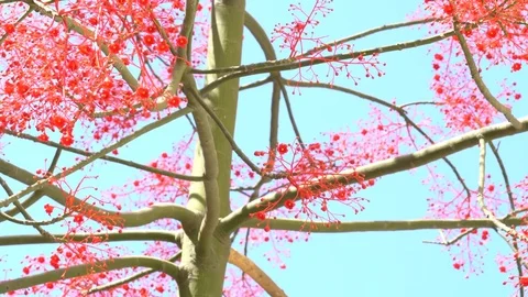 Flame Tree Red Flowers on Blue Sky Background Stock Footage 76988189