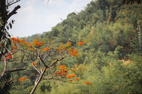 Flame tree, red, mountain back Stock Photos