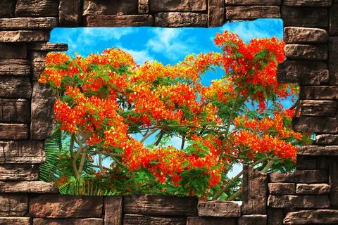 Flame tree red orange yellow flower blooming new born green leaves on the tre Illustrazione stock