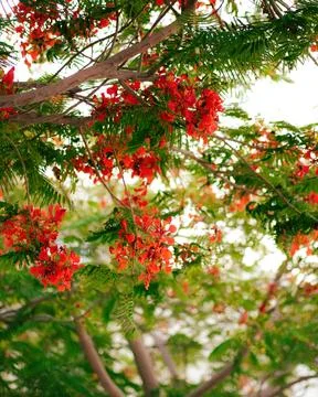 Flame Tree Season Stock Photos