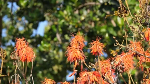 Flame Tree in the sun Stock Footage 125135481