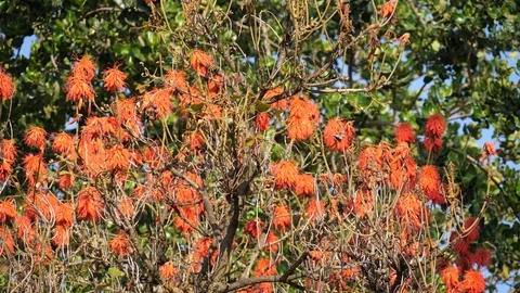 Flame Tree in the Sun Video stock 125135929