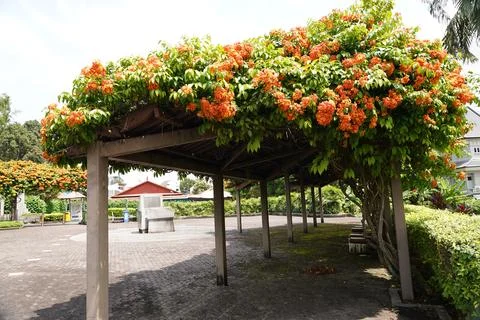 Flame Vine Covered Pergola Structure Outdoors Stock Photos