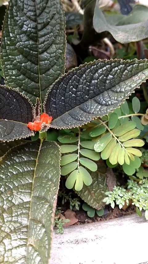 Flame violet flower Stock Footage 325714969