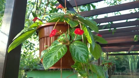 Flame violet 库存影片 134295826