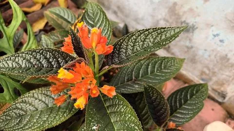 Flame Violet Stock Photos