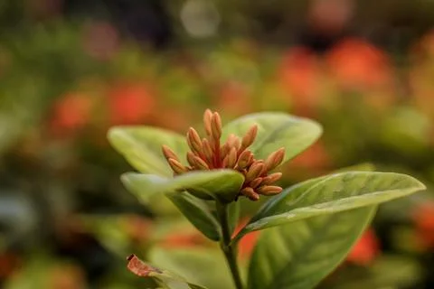 Flame of the Woods Foto stock