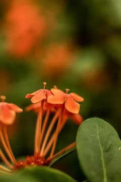 Flame of the Woods Stock Photos