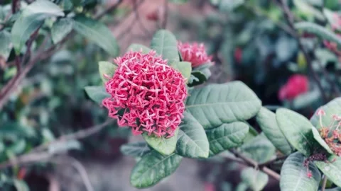 Flame of the woods plant top view close up Stock Footage 234052053