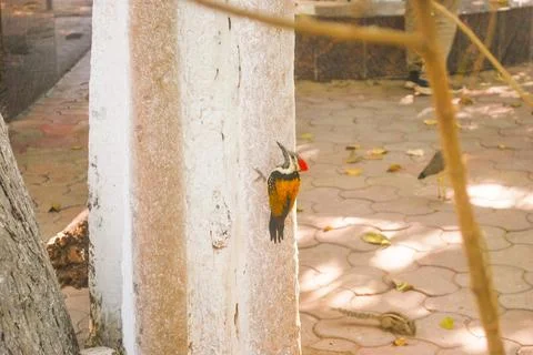 Flameback Stock Photos