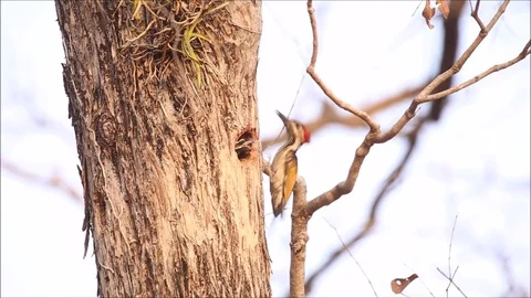 Flameback Woodpecker feeding its Chick in a Treehole in a Jungle of India Video stock 75331969