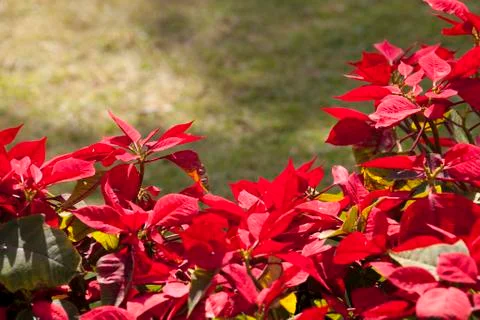 Flameleaf Stock Photos