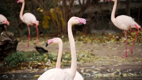 Flamenco Stock Footage 151654779