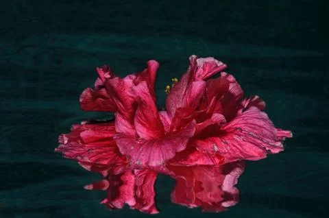 Flamenco Part Tree Stock Photos