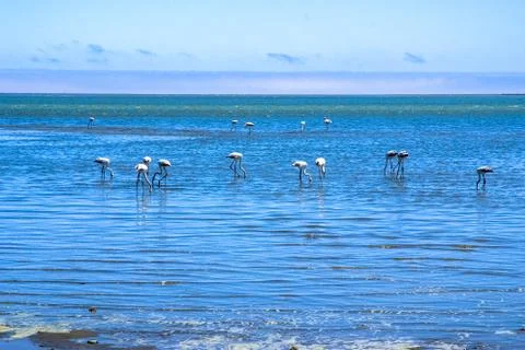 Flamenco 写真素材