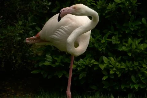 Flamenco resting Stock Photos