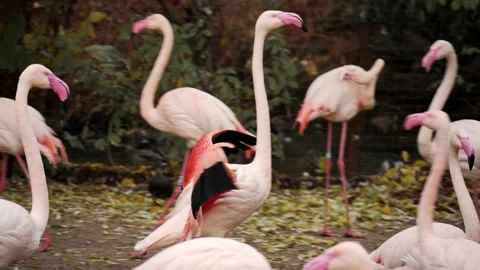 Flamencos Stock Footage 151653920