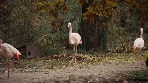 Flamencos walking Stock Footage 151654476