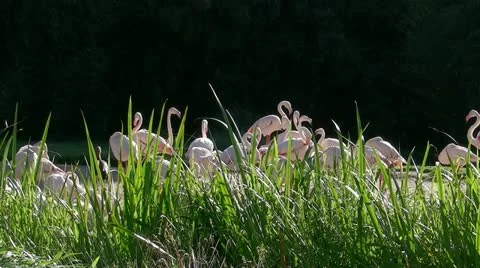 Flamengoes closer Video stock 20501072