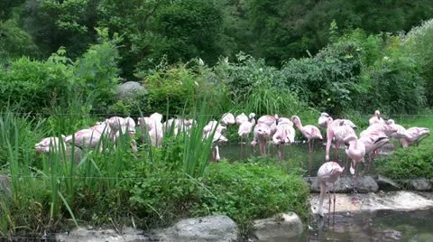 Flamengoes Vidéo 20465079