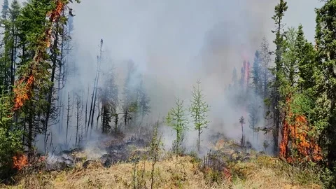 Flames and smoke covered the forest in a... | Stock Video | Pond5