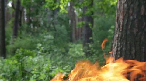 Flames and smoke in the forest. Stock Footage 63367037