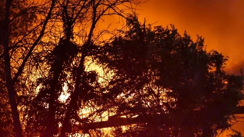 Flames and tree at night Stock Footage 115976810