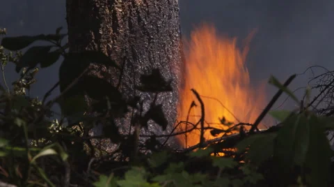 Flames at base of tree flicker against bark Stock Footage 59128277