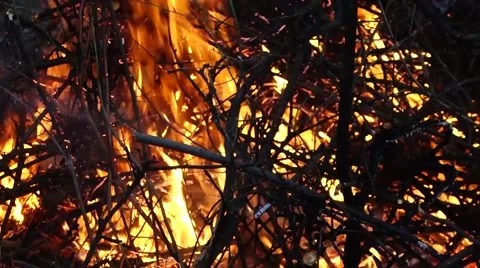 Flames burning in the bonfire Stock Footage 61746512