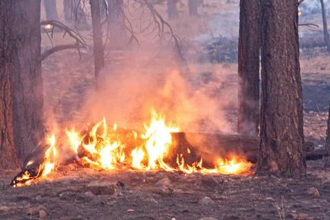 Flames burning a fallen tree on the forest floor in a forest fire. Stock Photos