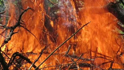 Flames from burning of trees/plants and raw originated from a bushfire/wildfire Stock Footage 161359922