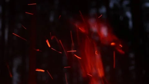 The flames of a campfire in the woods 動画素材 89158330