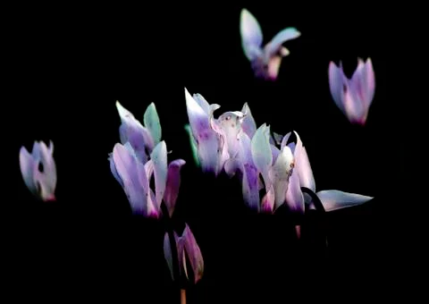 Flames of cyclamens Stock Photos