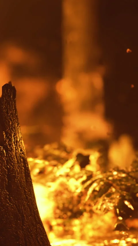 Flames dance in the forest under a golden dusk, casting shadows of nature Stock Footage 335234378