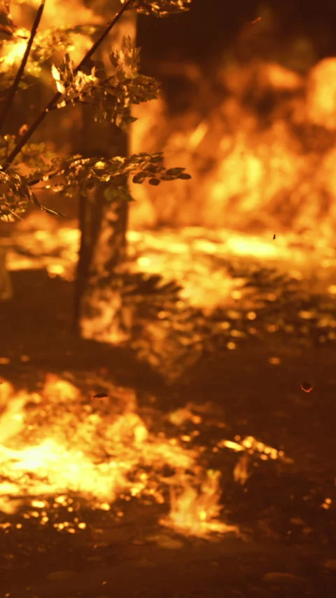 Flames dance wildly under the night sky illuminating the dark forest Video stock 334254068