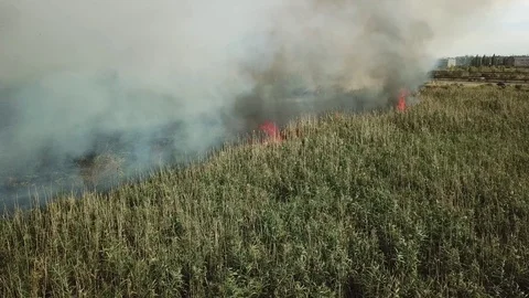 Flames destroy vegetation, lots of smoke Stock Footage 123241501